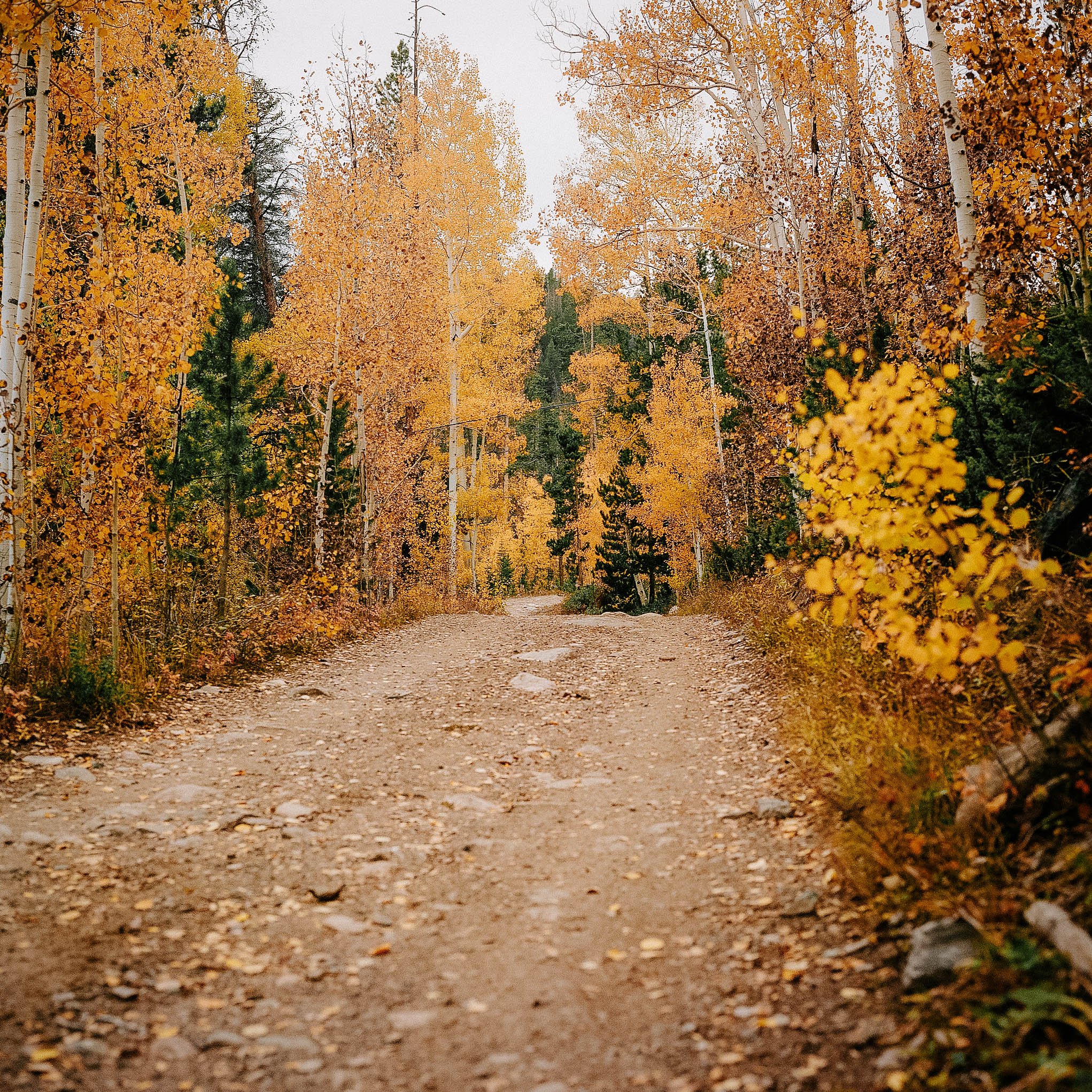 Forest Service Road.jpg