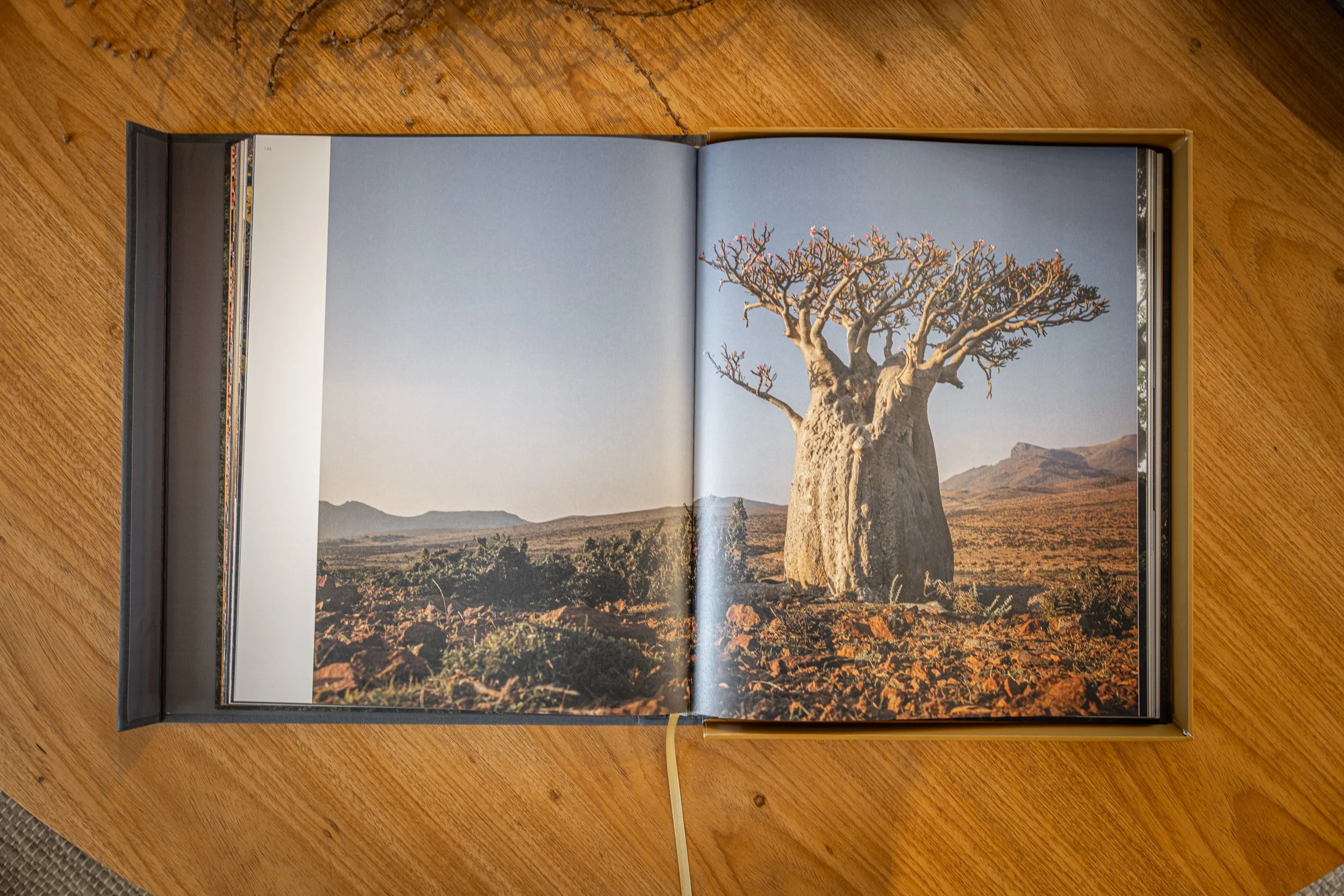 Treelogia caixa luxo-5218.jpg