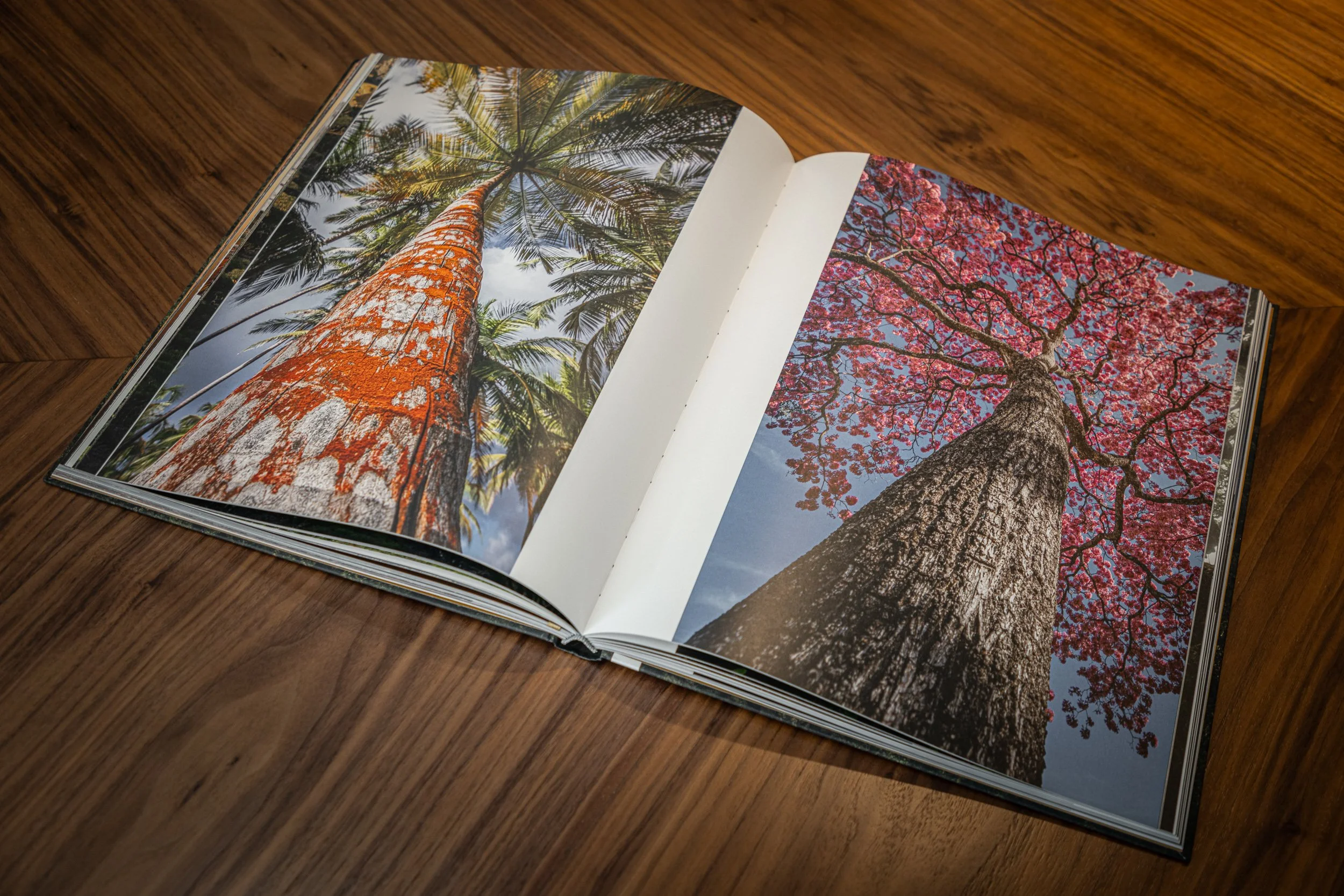 Treelogia caixa luxo-5234.jpg