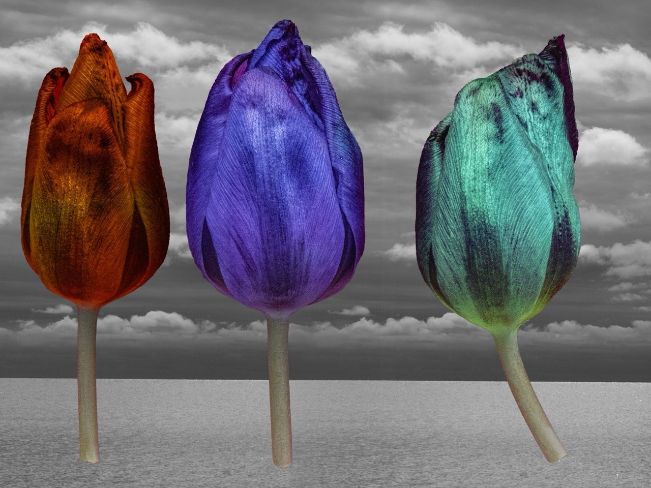 Groß (P1050024 nur Tulpen).jpeg