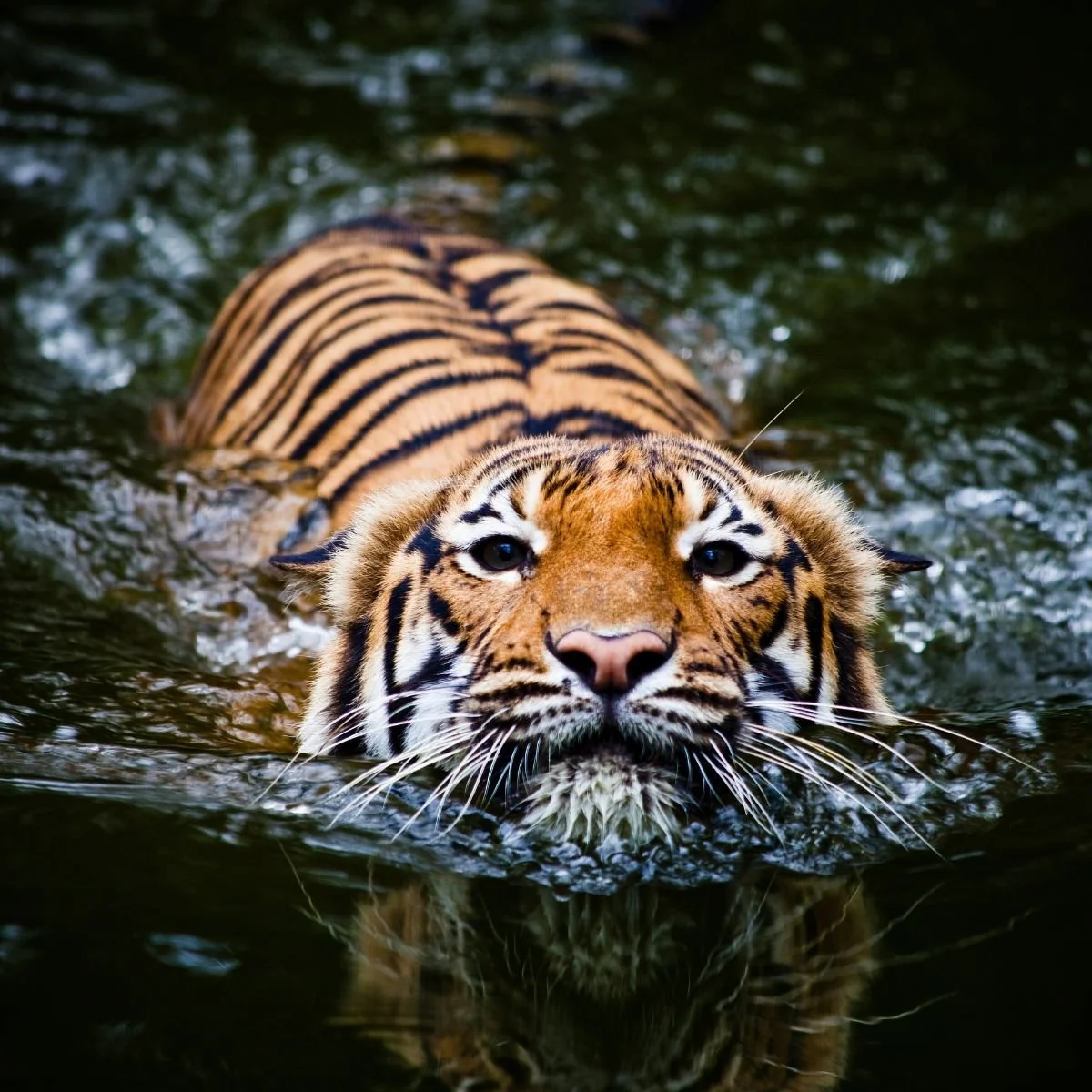 Meli - Online Offerings Thumbnails  (2).jpg