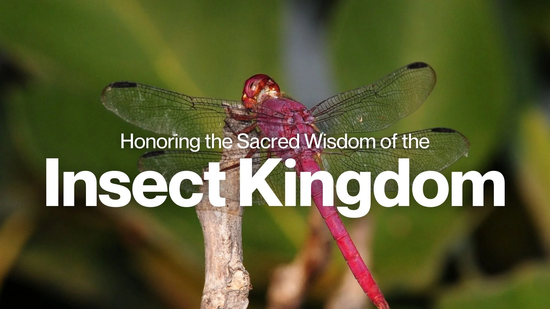 Honoring the Sacred Wisdom of the Insect Kingdom