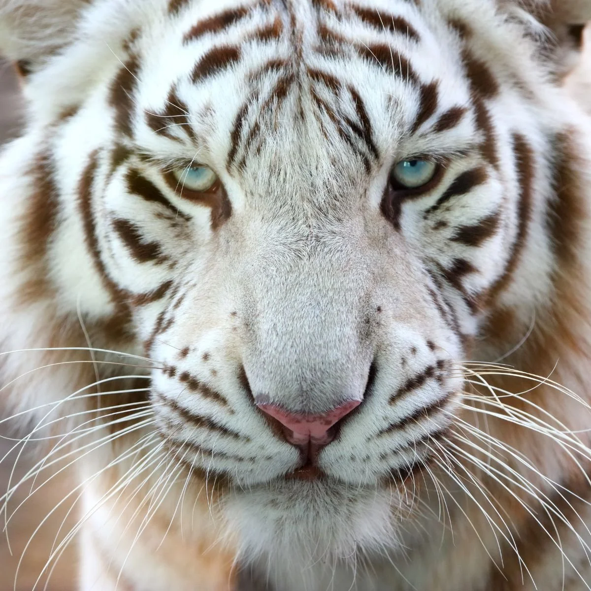 Co-Creating With the Cat Kingdom: A Planetary Healing Journey