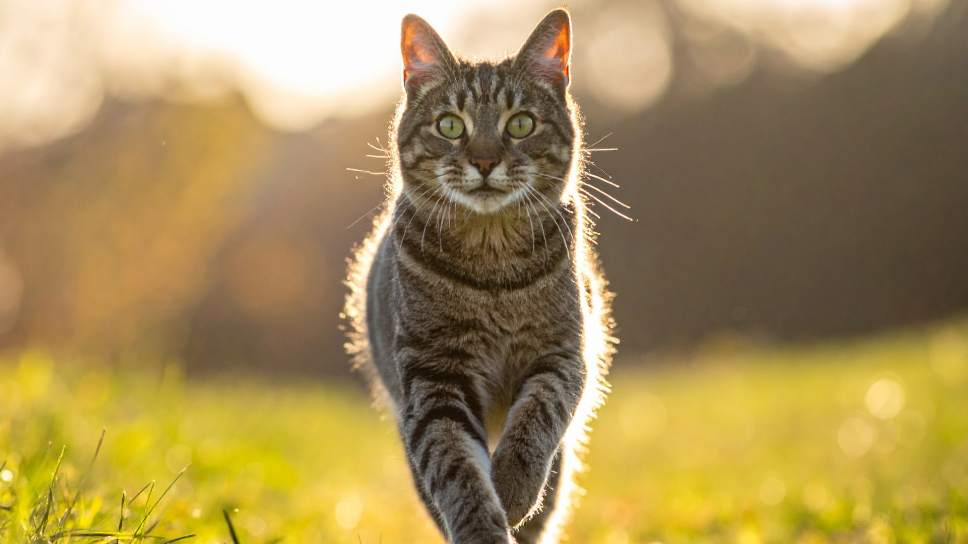 Cat walking on the grass