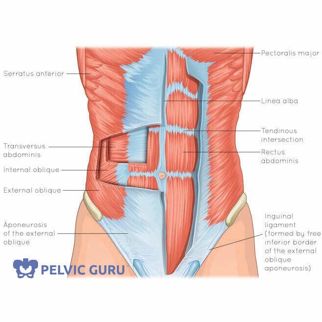 Physical therapy to heal rectus diastasis — New Journey Physical Therapy