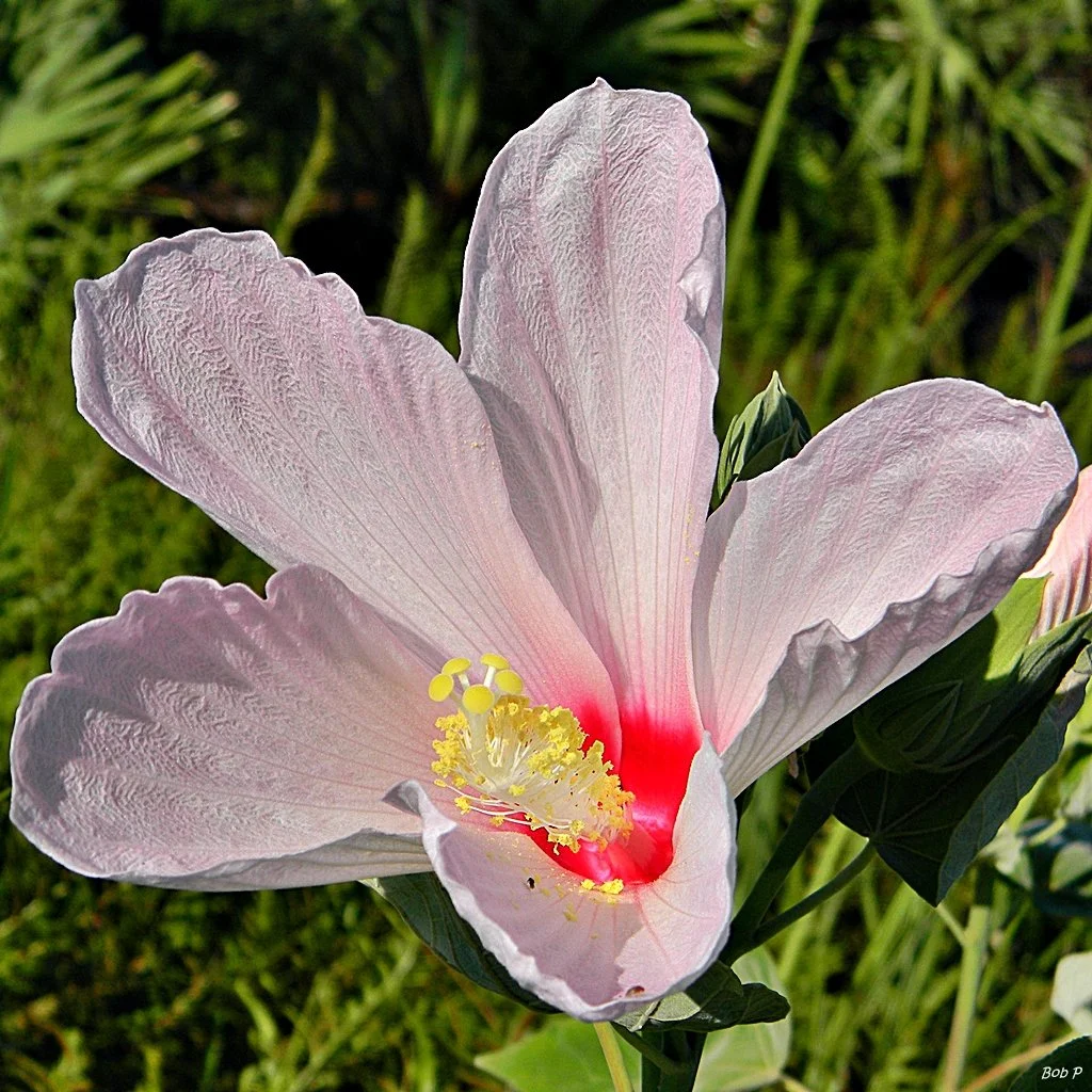 Hibiscus_grandifloru_Elm8nBRIddS4.jpg