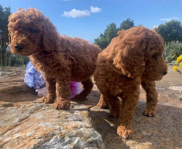 AKC Red Standard Poodle Puppies — Monterey Standard Poodles