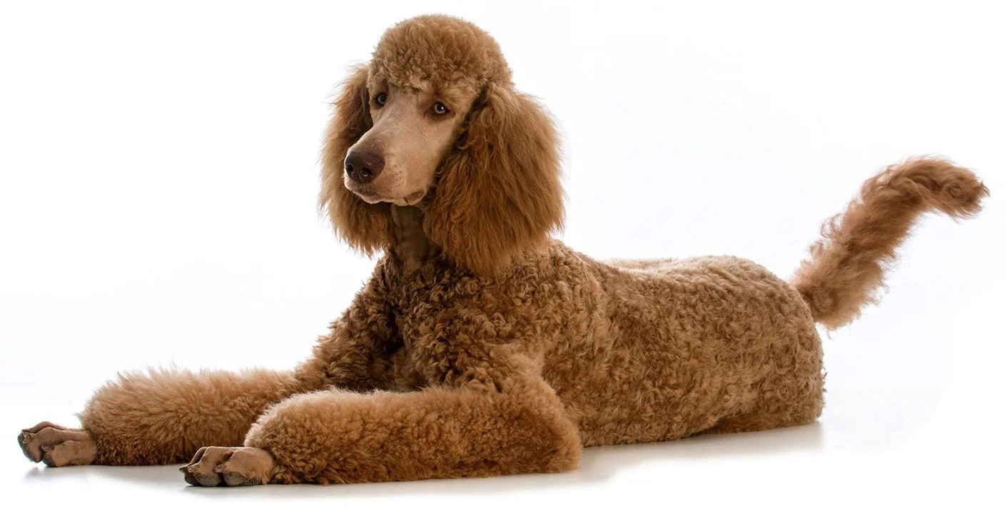 Red Standard Chocolate Standard Poodle Puppies For Sale Miniature