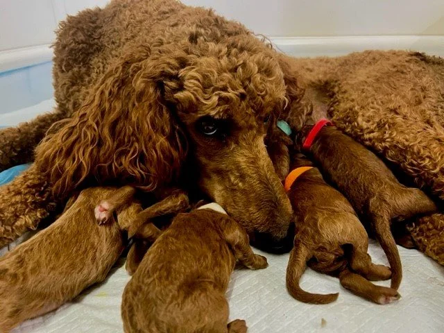 AKC Red Standard Poodle Puppies — Monterey Standard Poodles