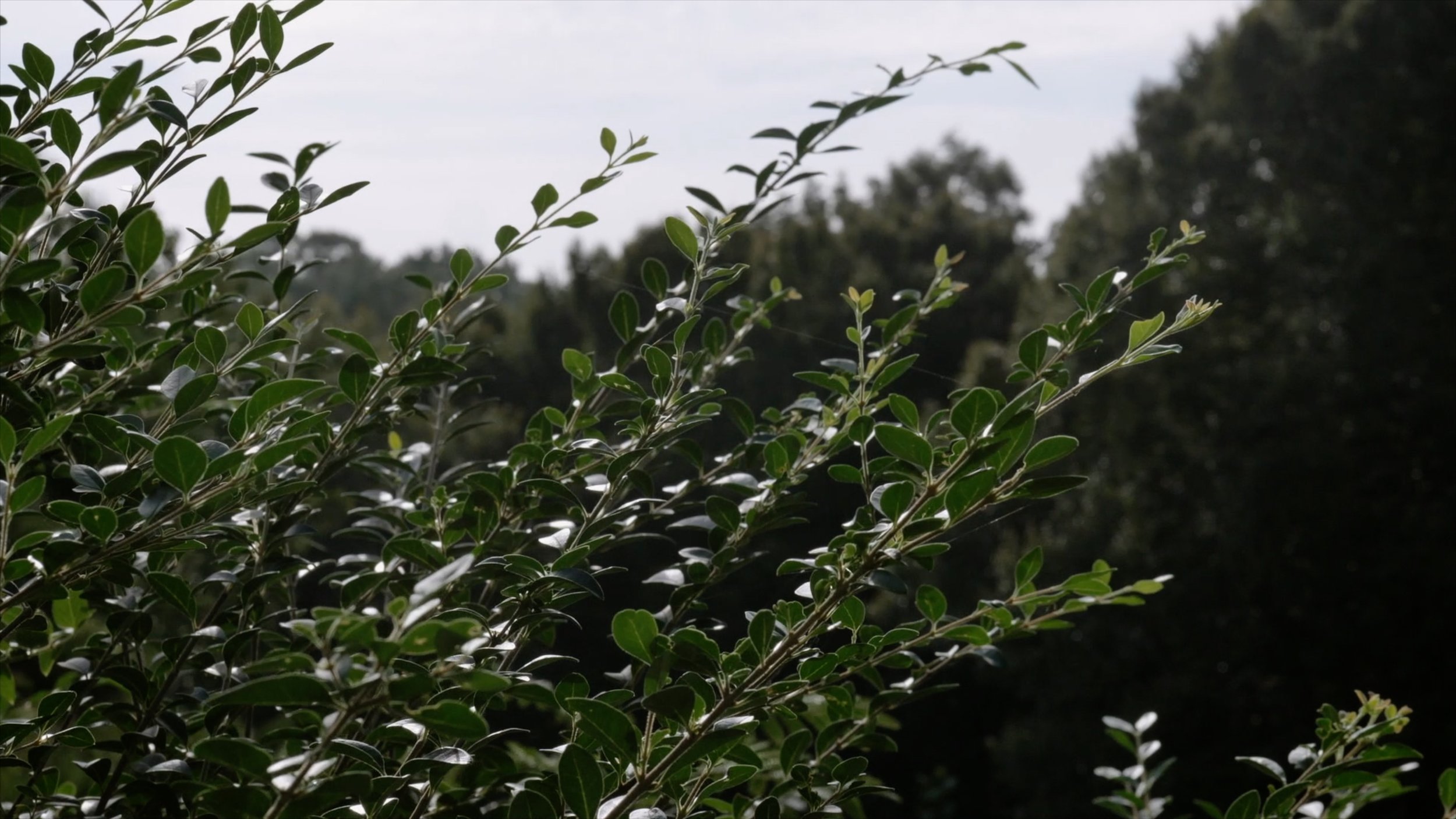 tobacco road lawn and landscaping Tobacco Road Lawn Care