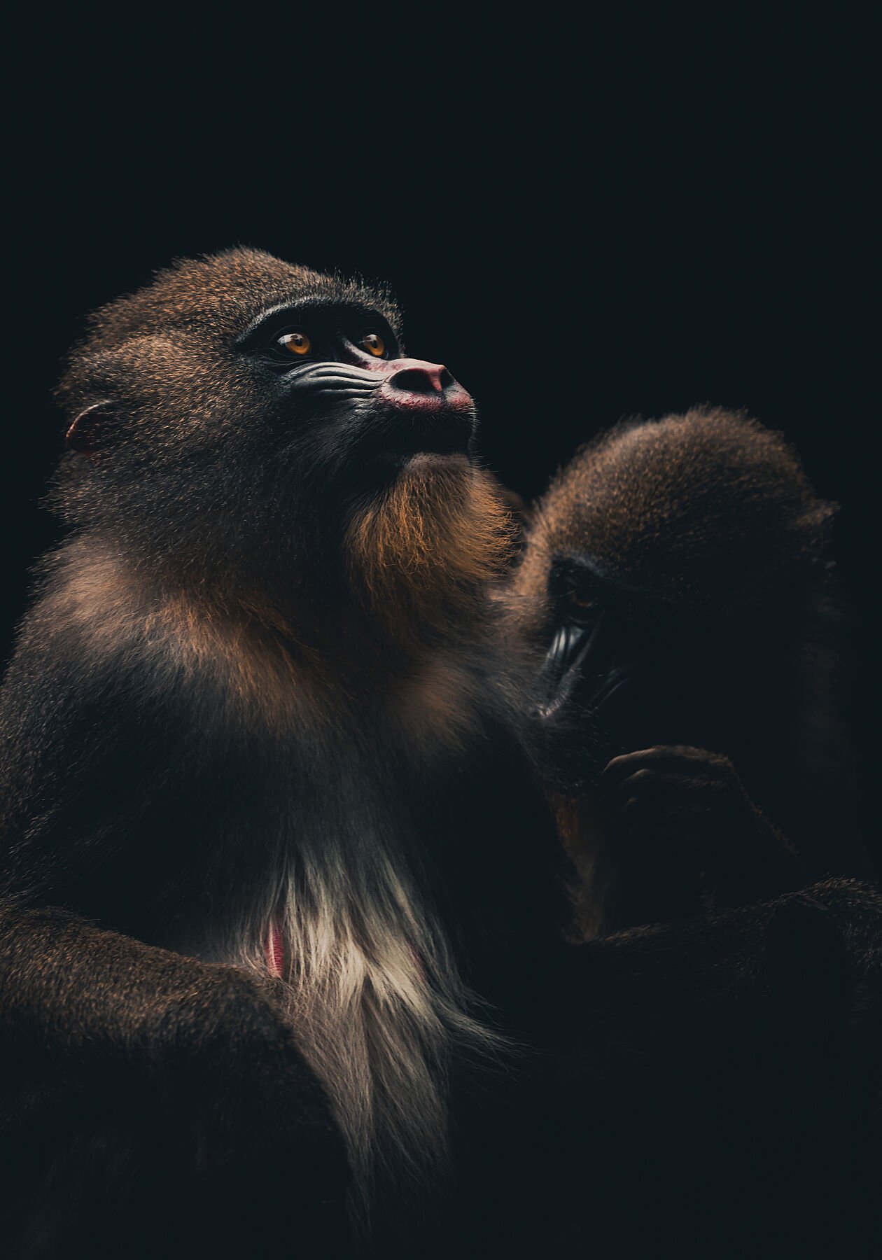 Mandrill