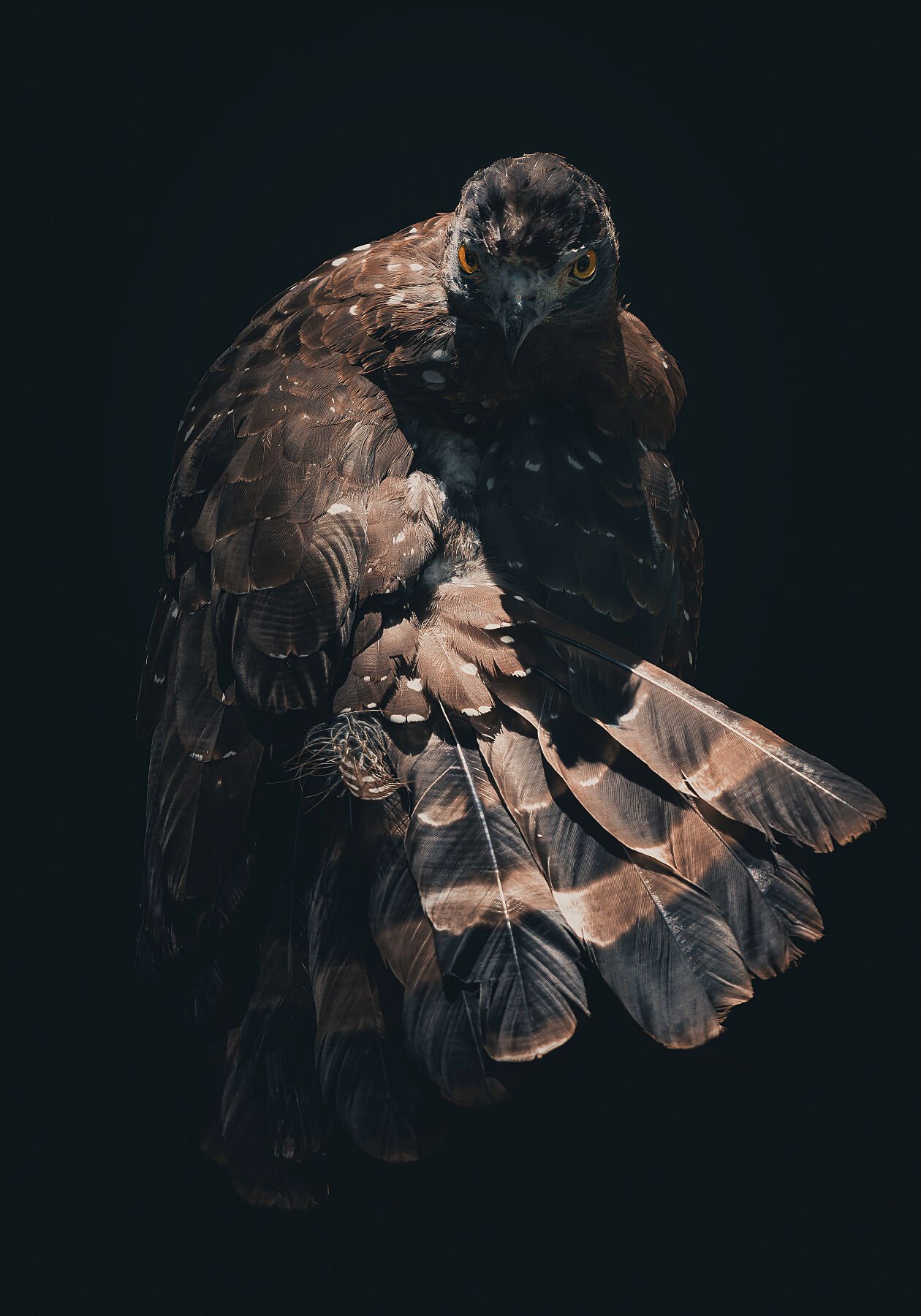 8382771.jpg