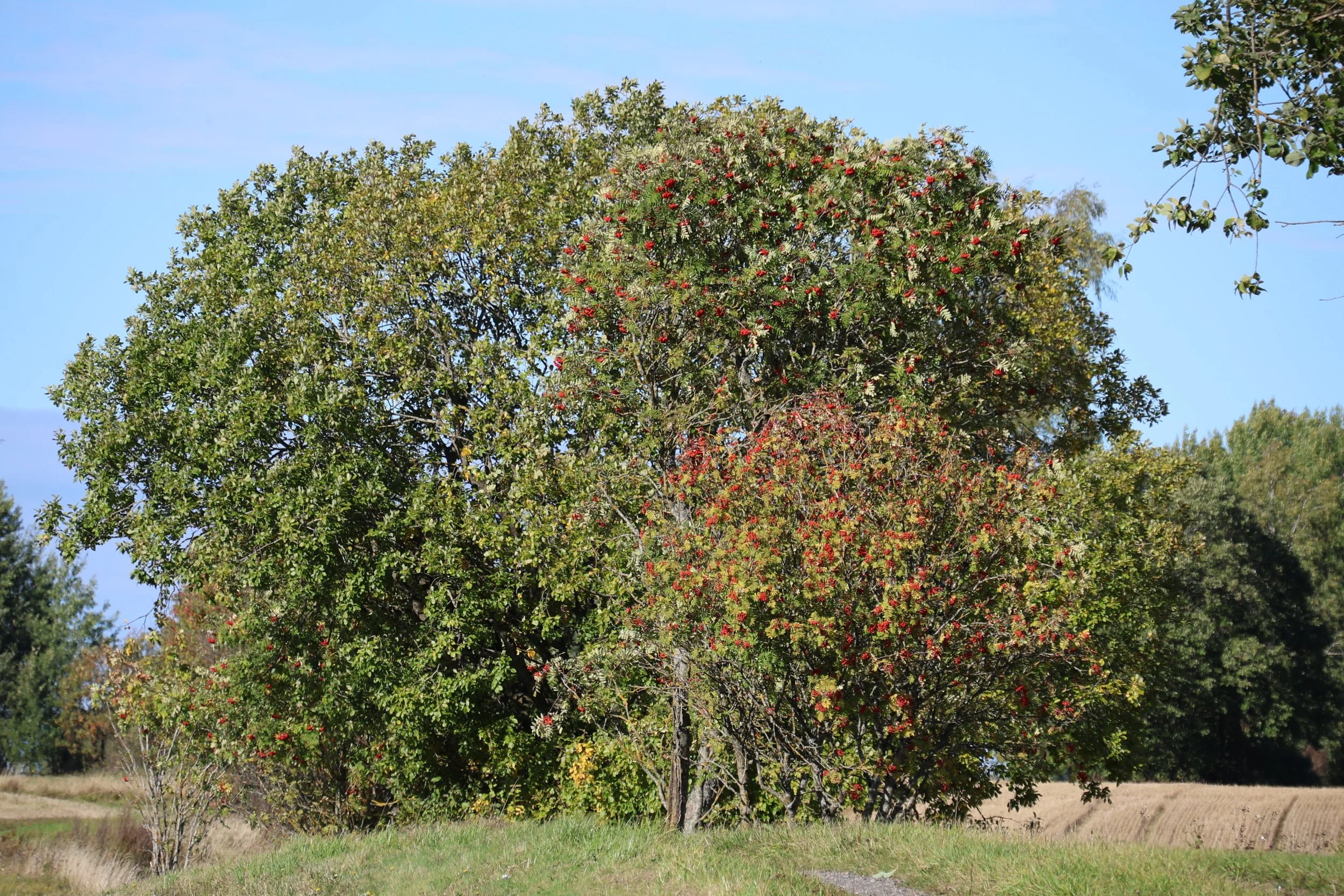 279A0473.JPG