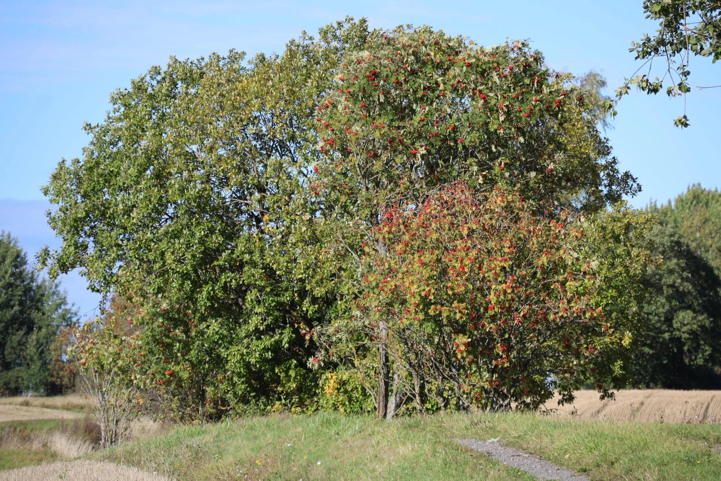 279A0474.JPG