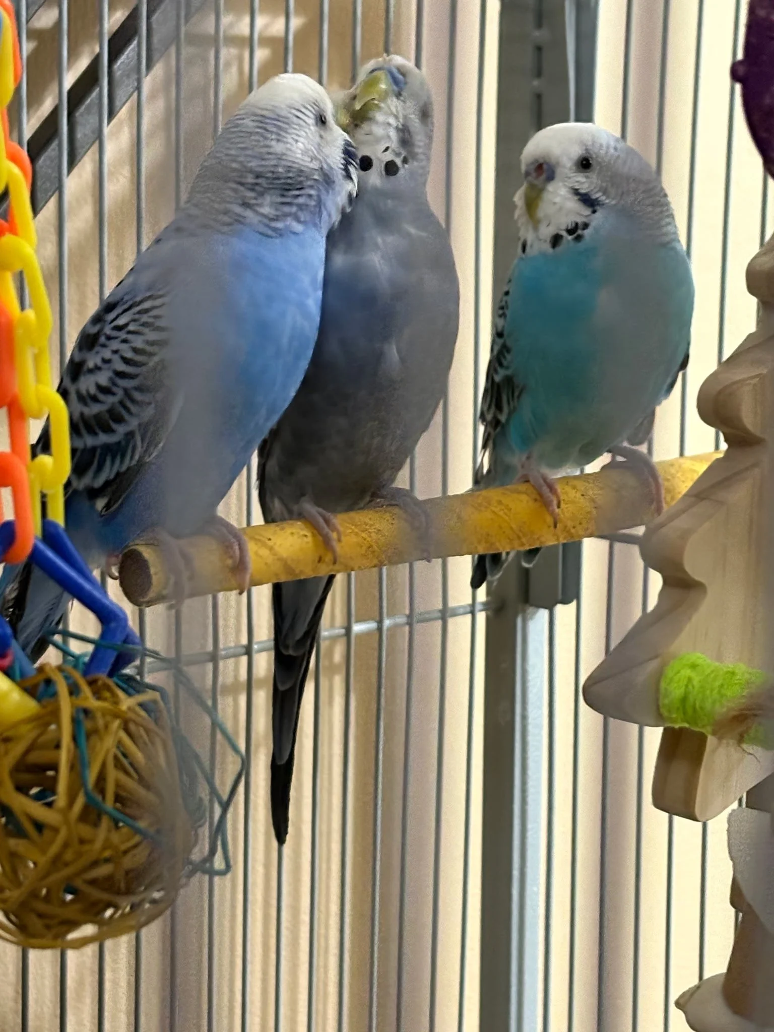 Martin, Sonic, and Taquito