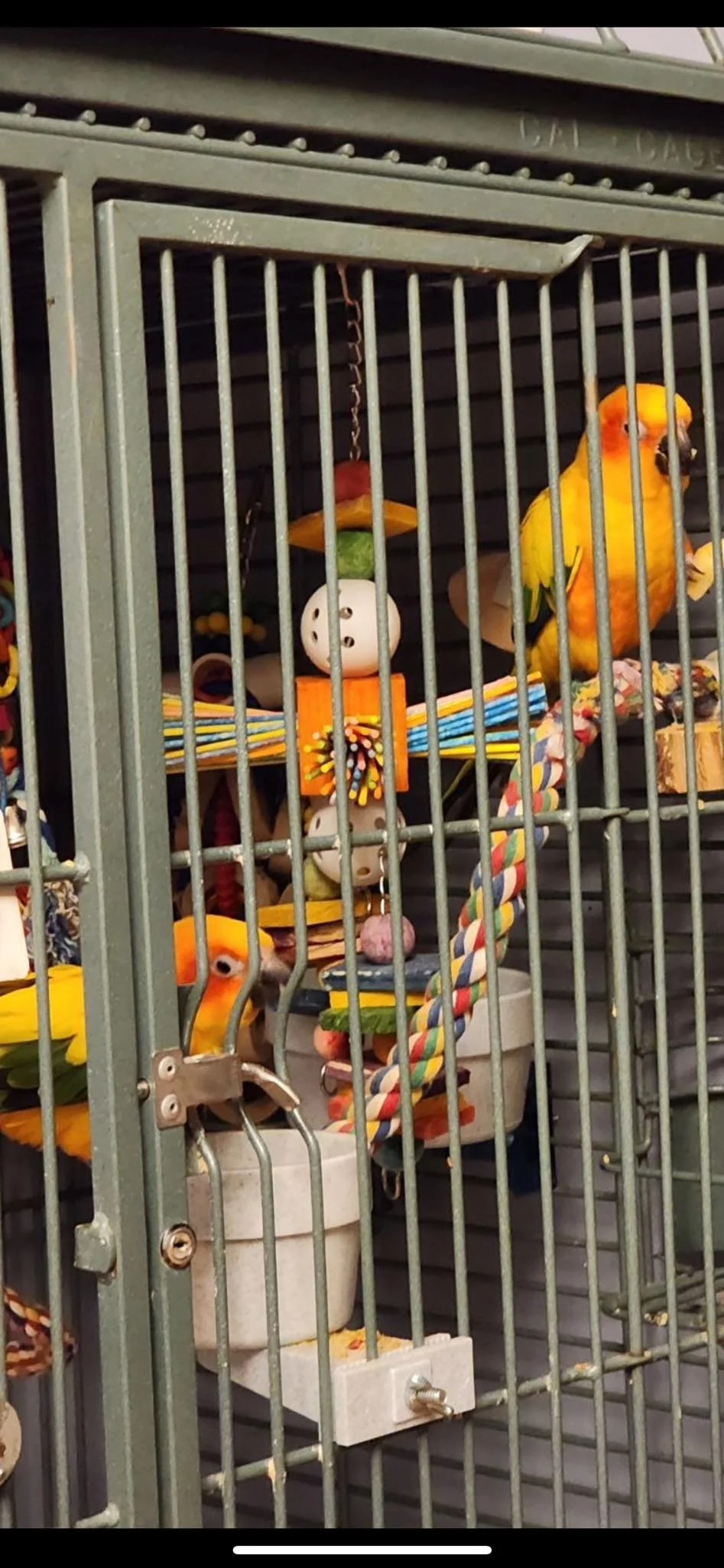 Adoptable Birds — Twin Cities Parrot Rescue