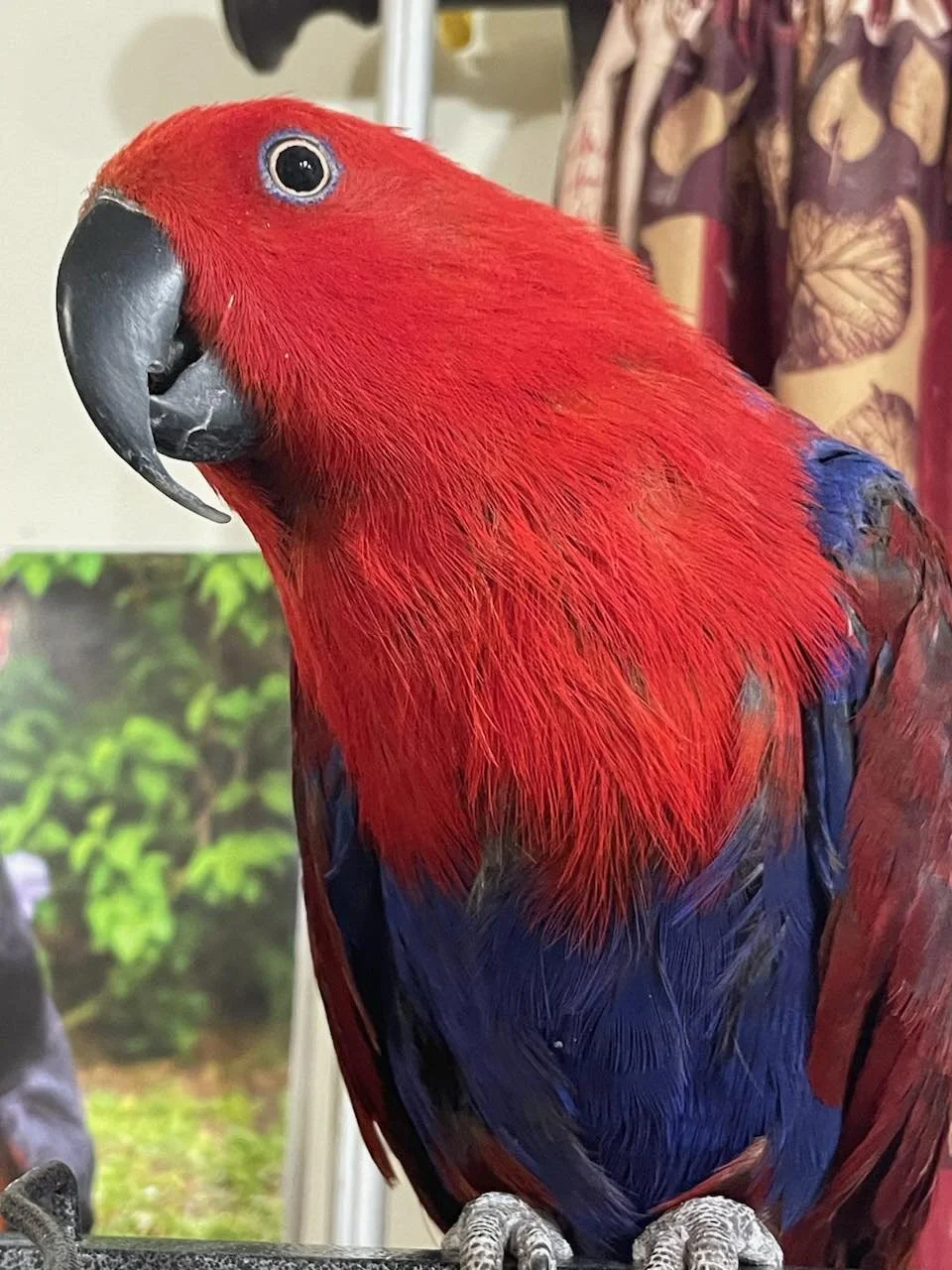 View of Adoptable Birds — Twin Cities Parrot Rescue