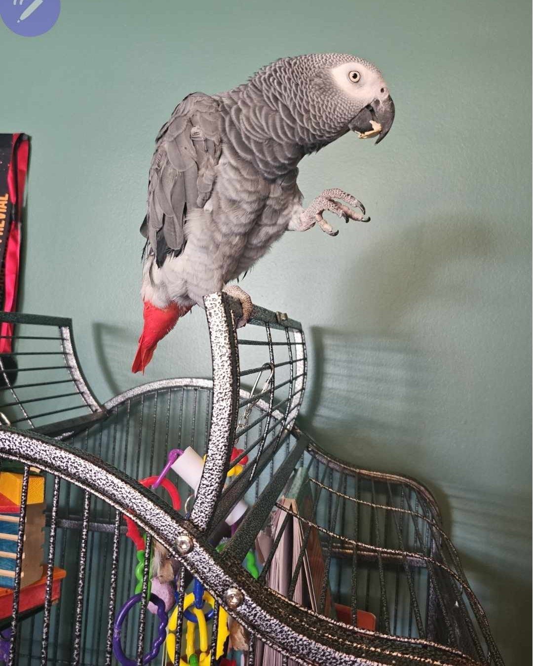 Here's Ruby Tuesday! Ruby is a sweet Congo African Grey and seems to like men! She has bonded more with the male human in the foster home. She can be shy with new people and frightened by new toys, though she will never shy away from taking care of y