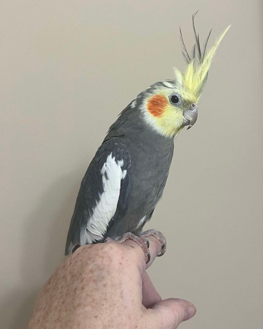 Look at this handsome guy! His name is Oscar. Oscar is a cockatiel that is under 2 years old. Oscar wants to be a companion bird more than anything! He truly loves to get on your shoulder and hang out with you! He is also a great whistler. His foster