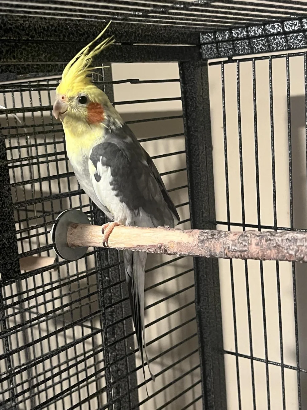 View of Adoptable Birds — Twin Cities Parrot Rescue