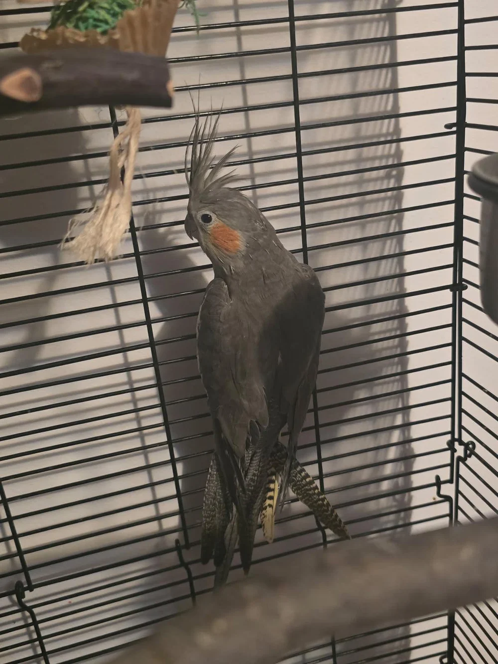 View of Adoptable Birds — Twin Cities Parrot Rescue