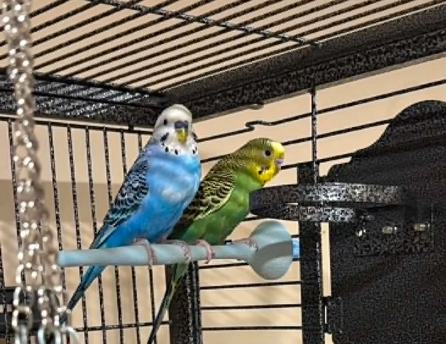 Jazz and Zippy
