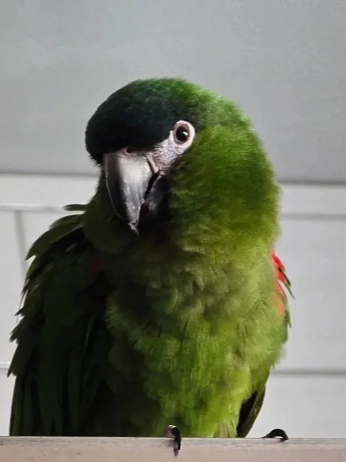 Tiki