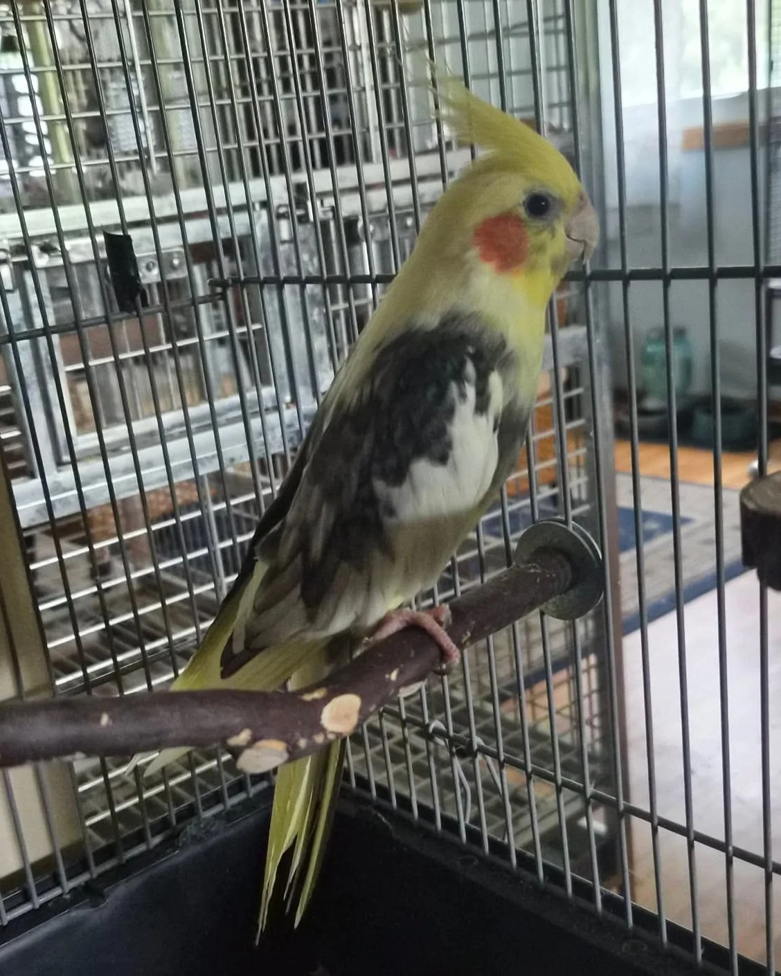 Bird