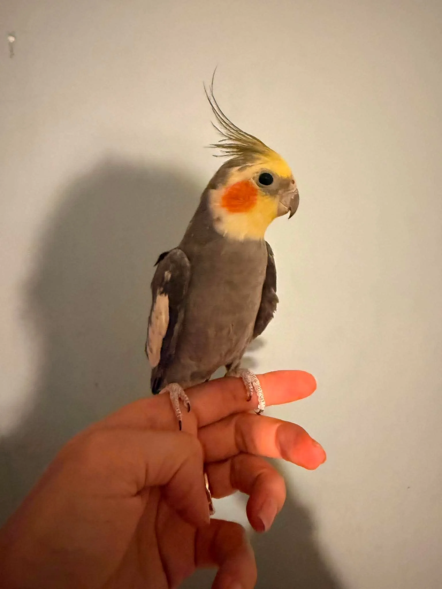 Gary