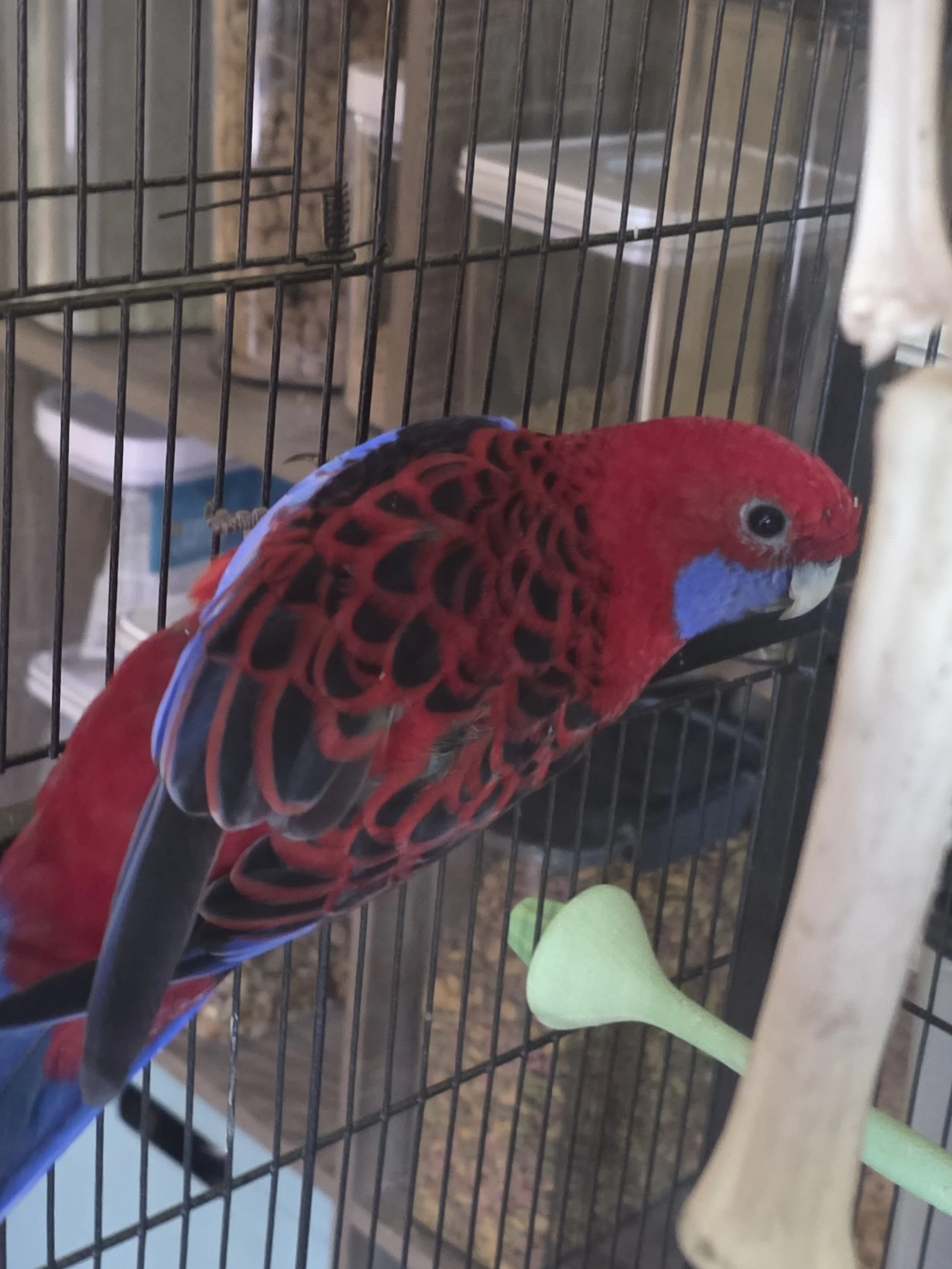 Axel