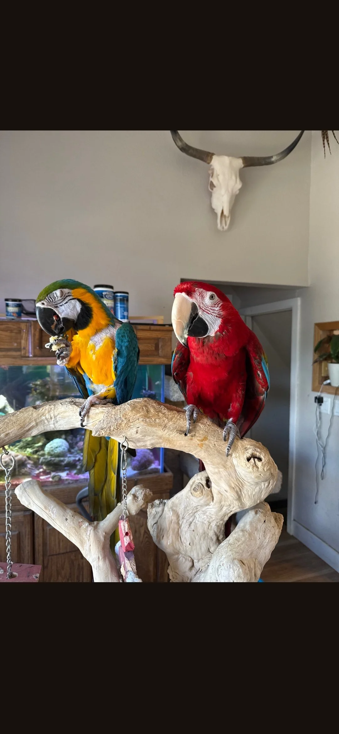 Megan and Spirit