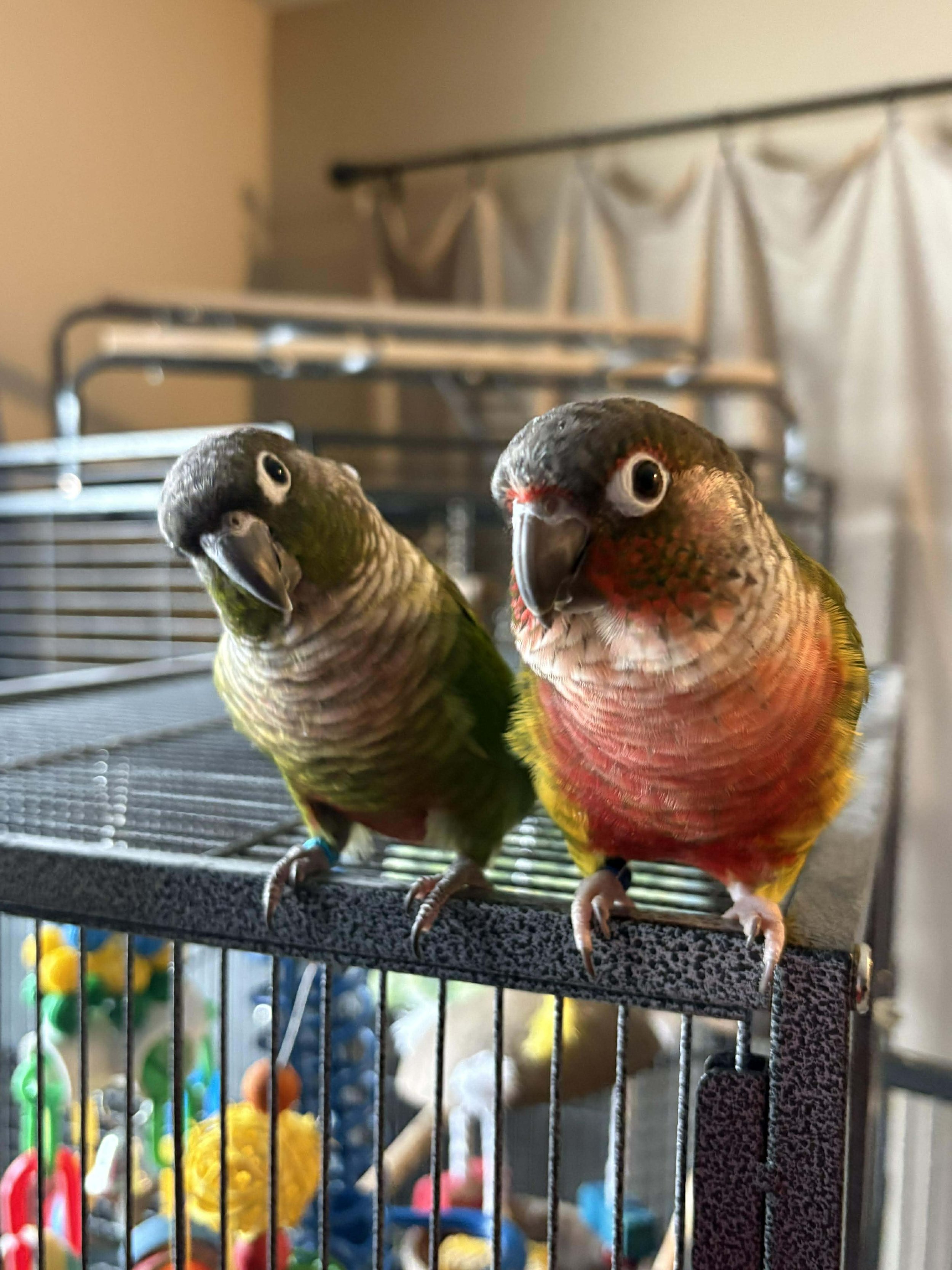 Apple Jack and Sunshine