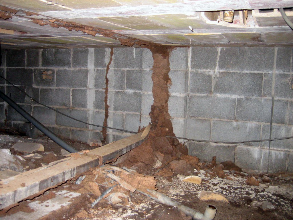Termite-mudding-in-sub-floor-area.jpeg