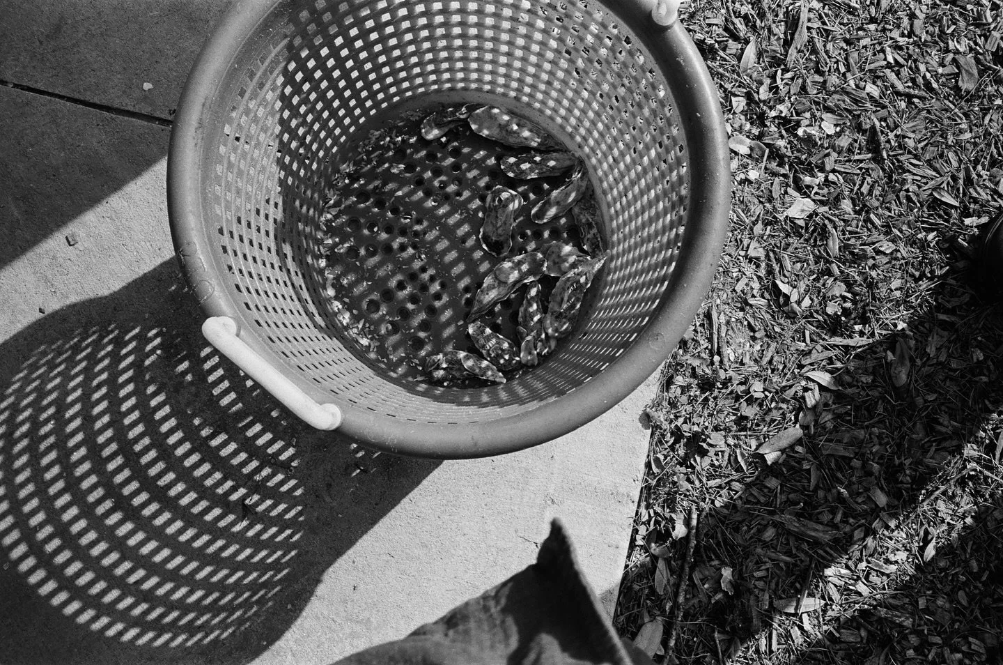 Blades @barrierislandoysters