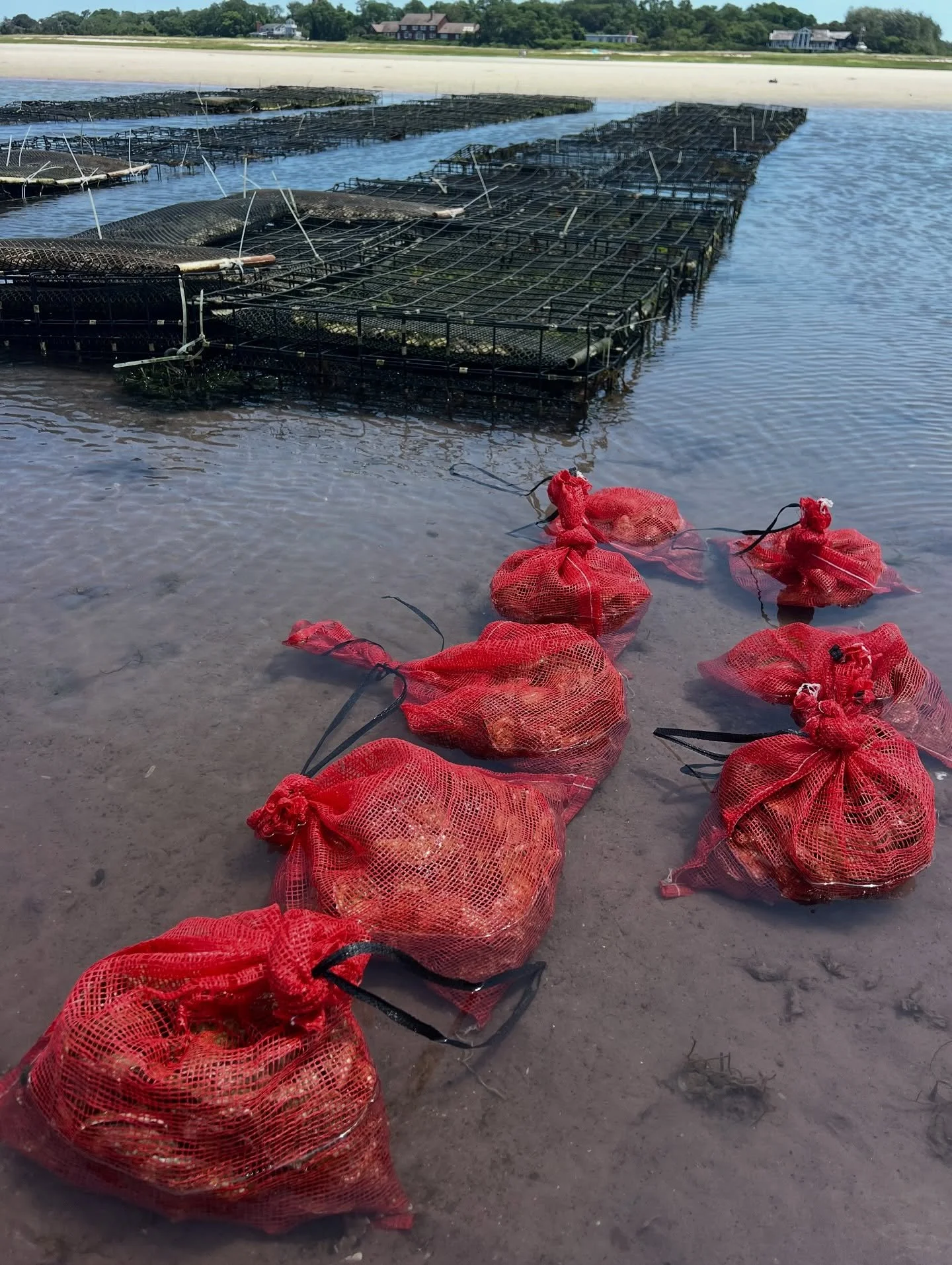 Mom & Dad have been hard at work, FOR YOU! @little_namskaket hitting the raw bar starting tomorrow @joelaraja ๐