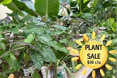 Plant Sale