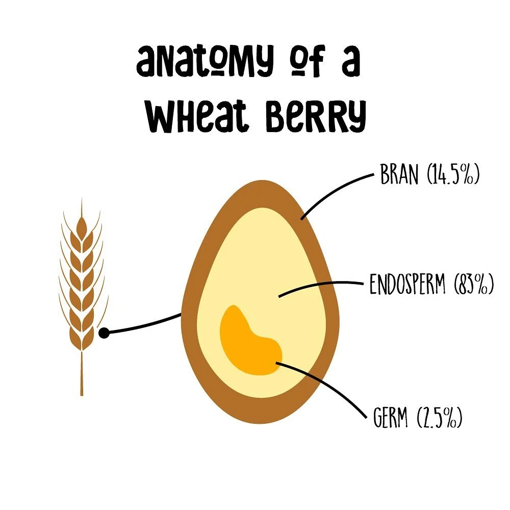 Time for a little bread-ucation! Let’s talk about the wheat berry, the humble little seed from which flour is made. 
The wheat berry can be broken down into three major parts:
1) The majority of the wheat berry’s weight (83%) is made up