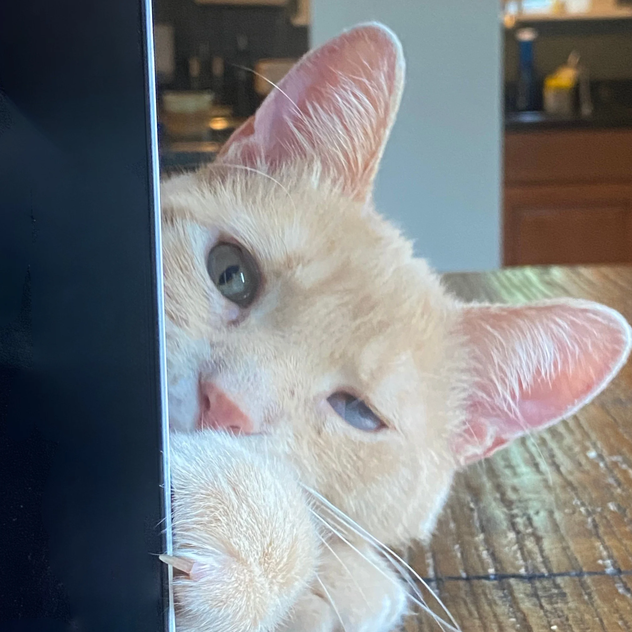 Close-up of a cat's ear and part of its head, with a blurred background of furniture and a laptop screen.
