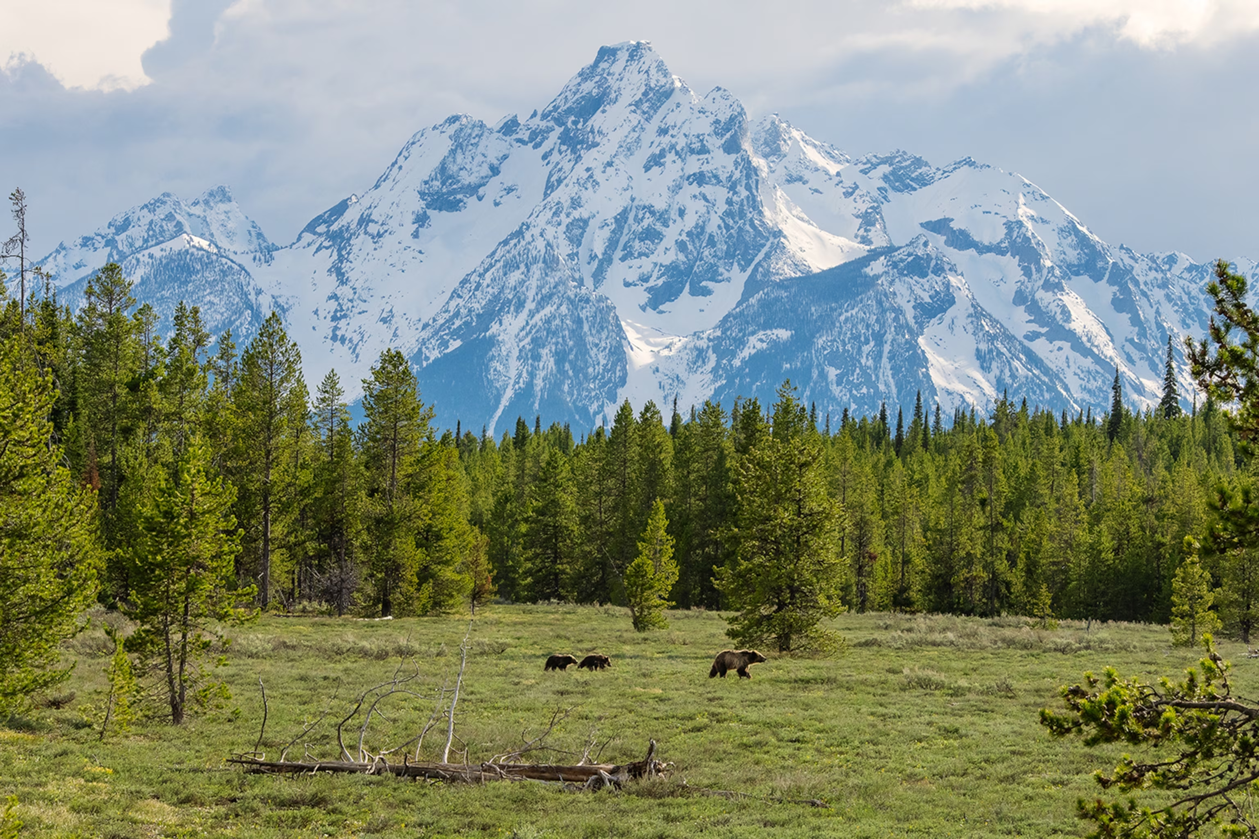 TOP-3 Deadly Dx: Identification &amp; Solution