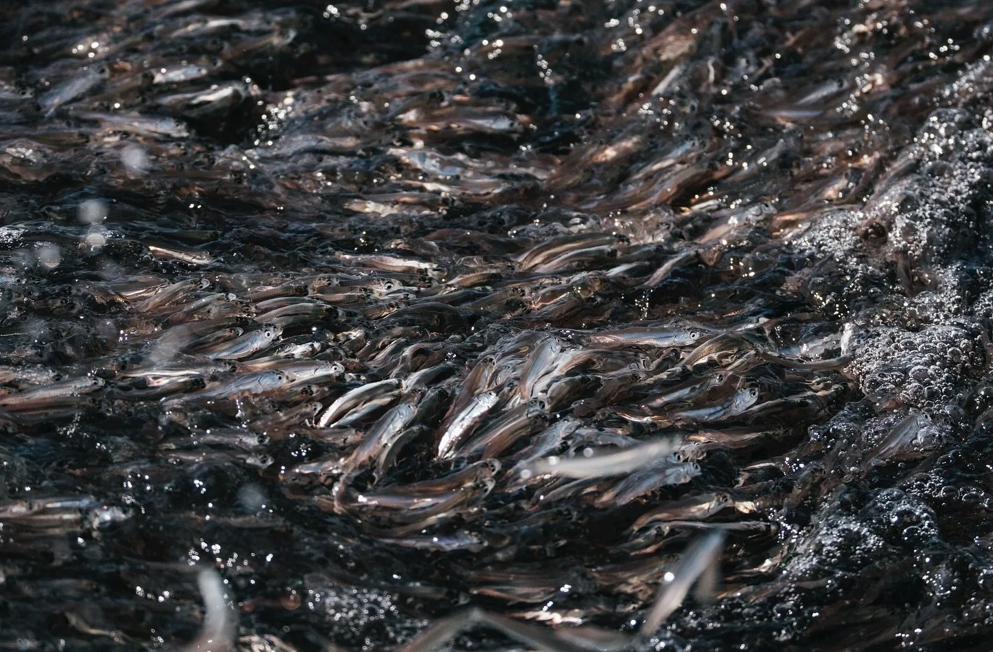 When the wind machine finally stops.
&bull;
&bull;
#albiesonfly #sightfishing