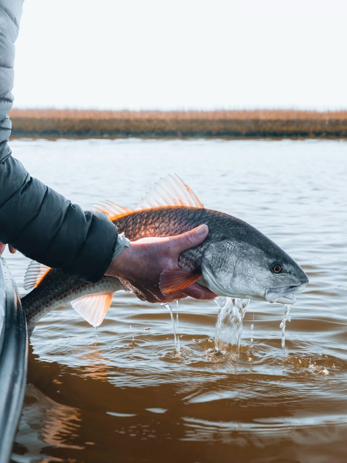 I can promise you we&rsquo;re not getting rich but beats the cube.  Right @wilmingtonfishingexpeditions ?
&bull;
&bull;
#redfish #redfishonfly