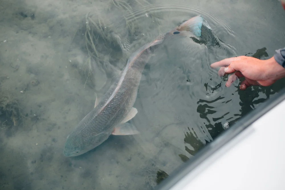 Topsail Island Fishing Charters — BlackBird Guide Services Wilmington