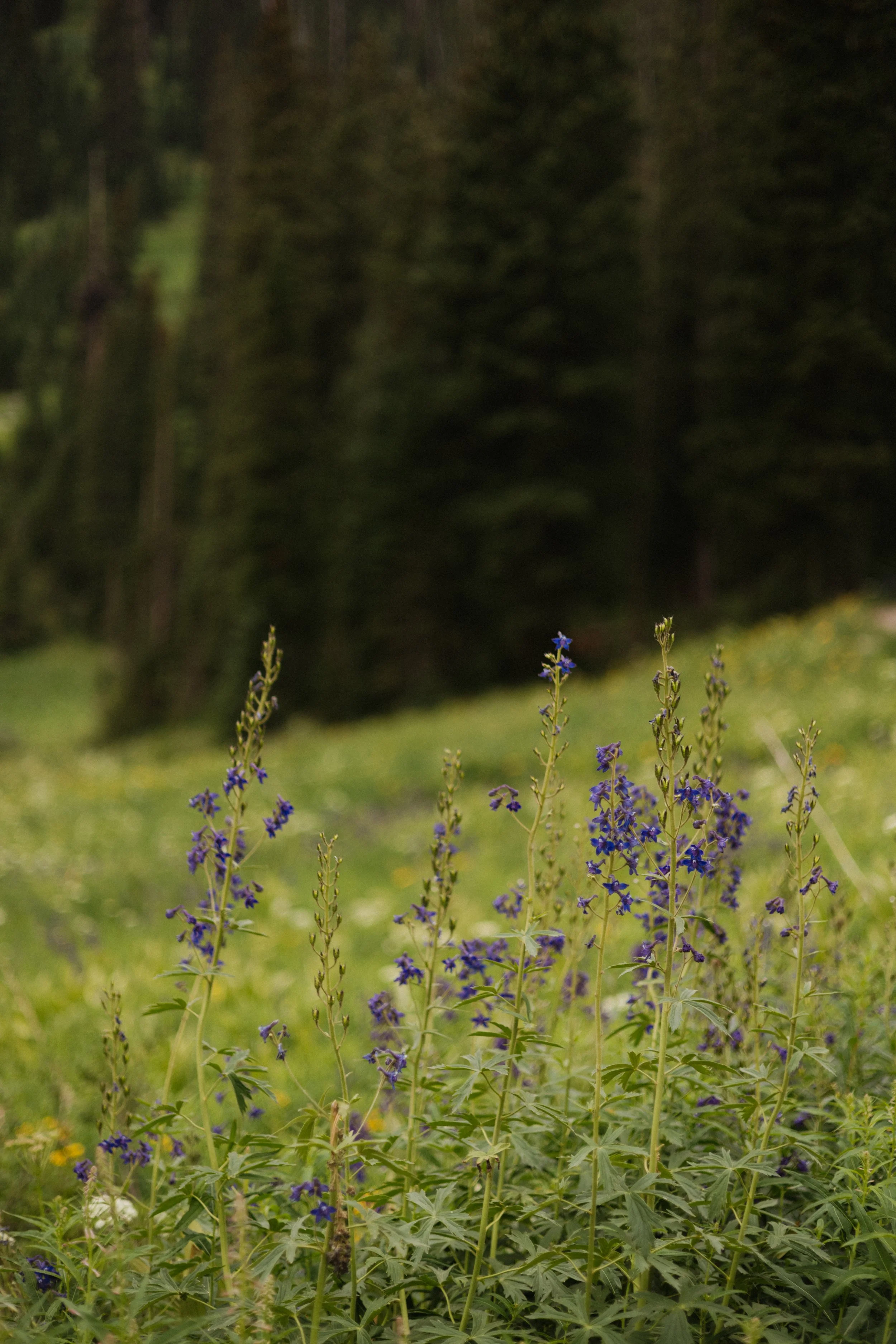 Zane & Caitlyn | Reverie Photography | Crested Butte Colorado | Wedding Photographers | Engagement Session-26.jpg