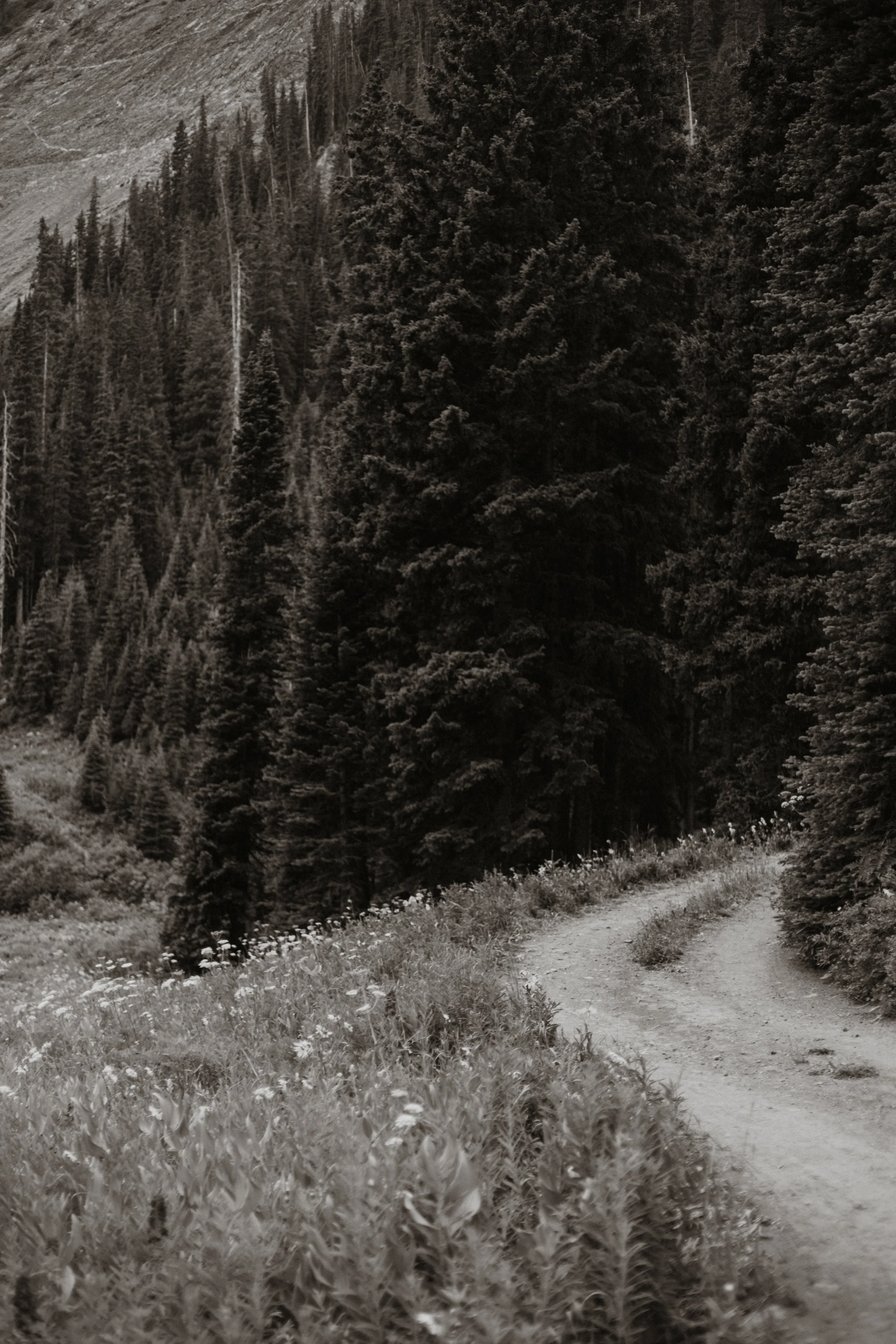 Zane & Caitlyn | Reverie Photography | Crested Butte Colorado | Wedding Photographers | Engagement Session-28.jpg