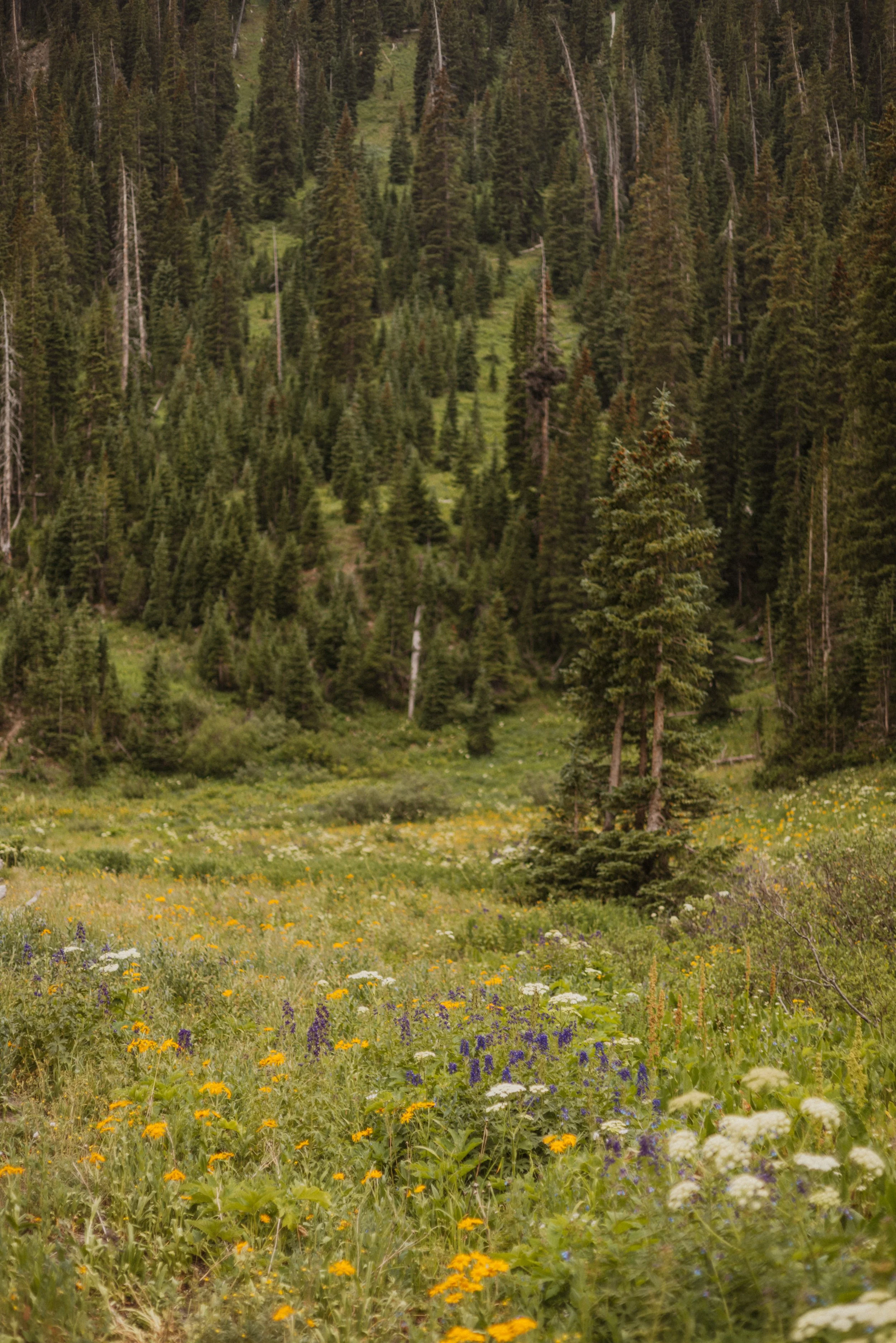 Zane & Caitlyn | Reverie Photography | Crested Butte Colorado | Wedding Photographers | Engagement Session-42.jpg