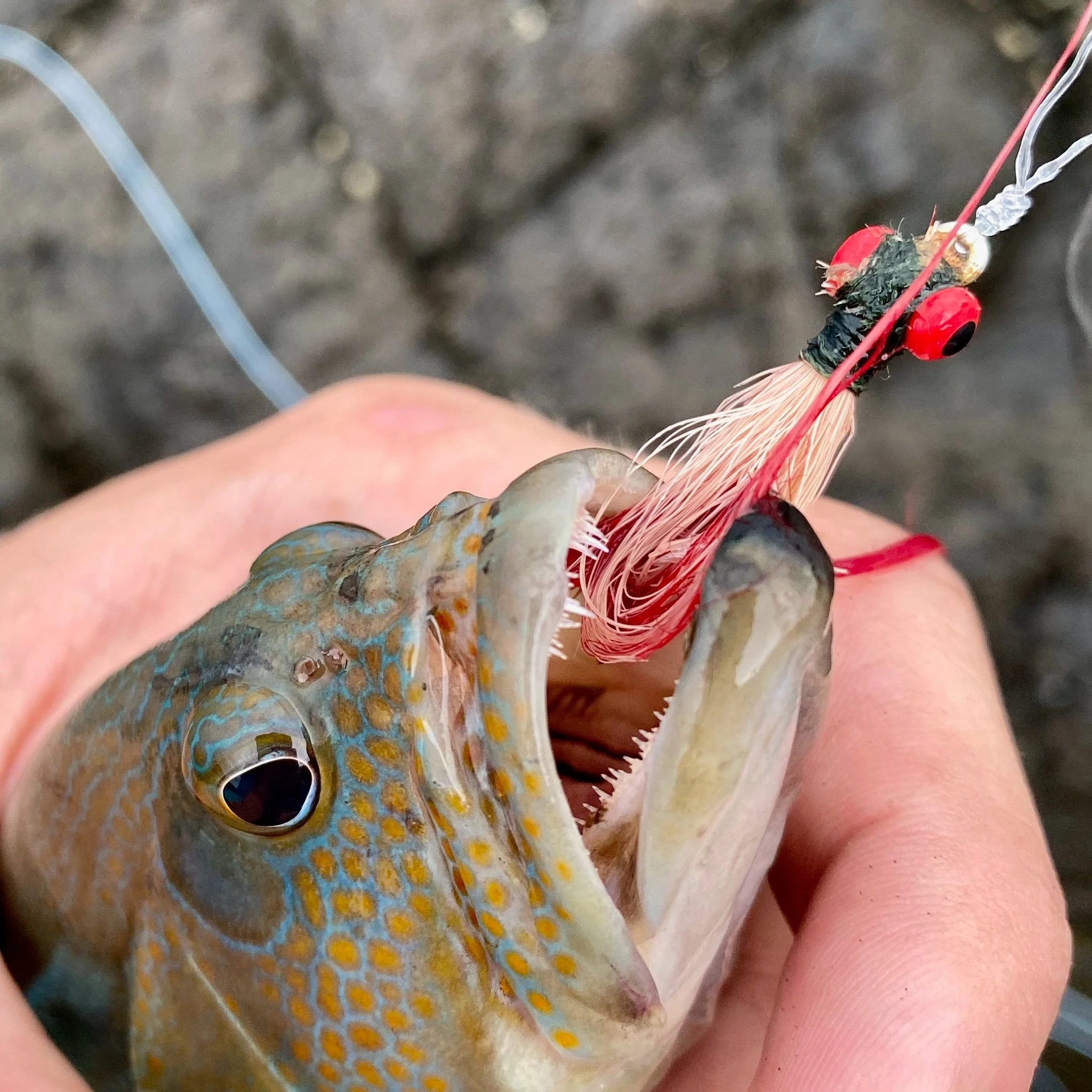 Fly Fishing In Costa Rica. — REEL'n'FISH
