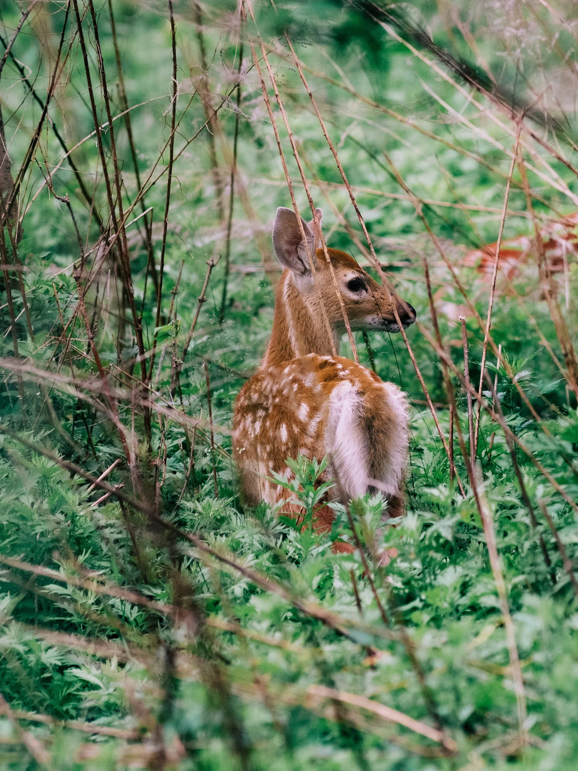 DSCF8980-4.jpg