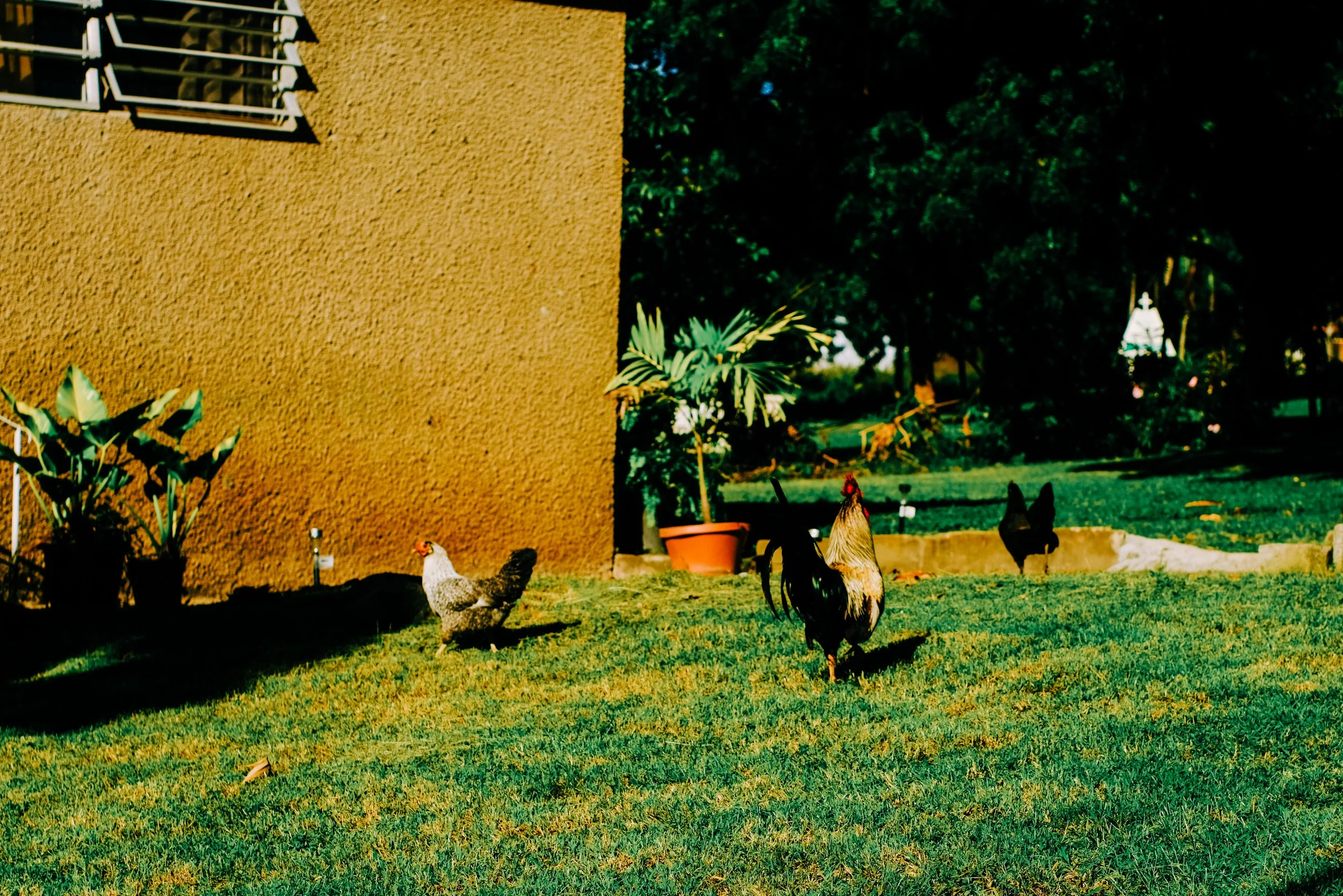 Plover Belize-19.jpg