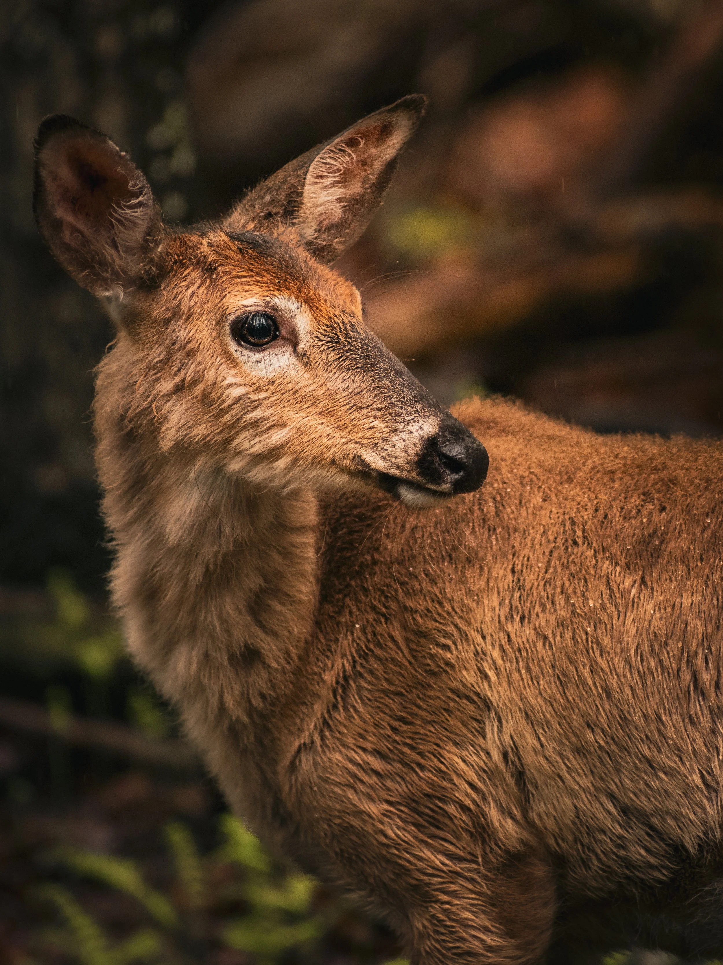 DSCF7200.jpg