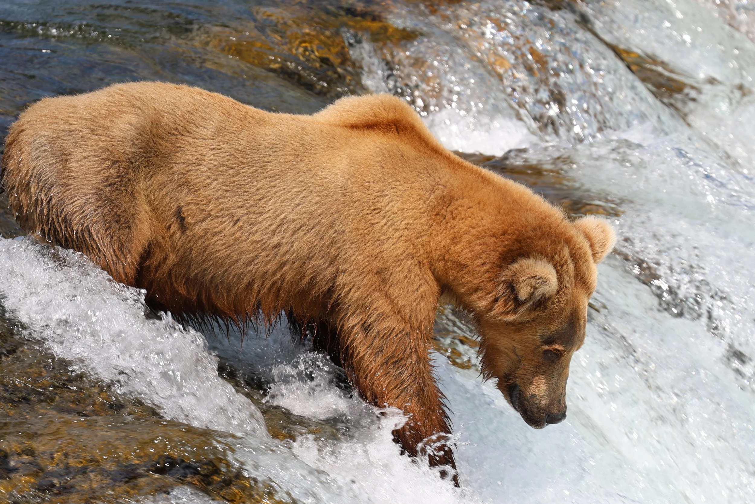 Day Trip vs. Multi-Day: The 3 Ways to See Brooks Falls